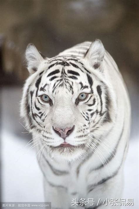 白虎抬頭